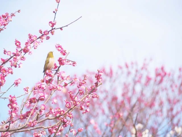 f:id:preciouslife:20220322074320j:plain