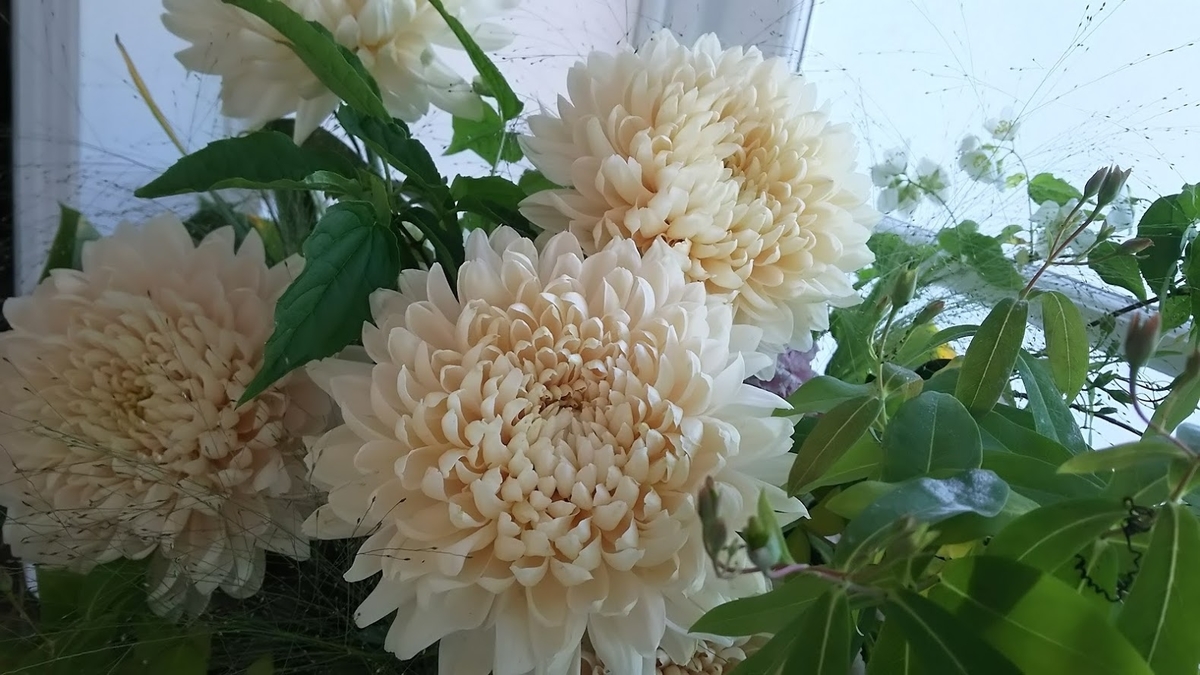 f:id:preciousmadam:20201110222044j:plain f:id:preciousmadam:20201110222044j:plain
