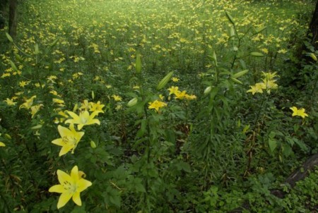 f:id:prepro:20110626114102j:image