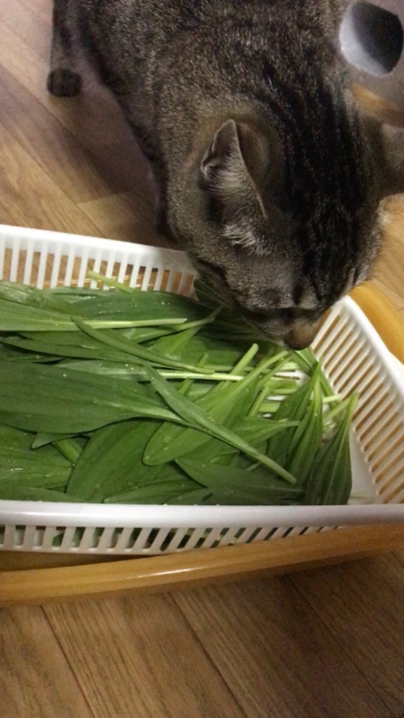 猫の写真