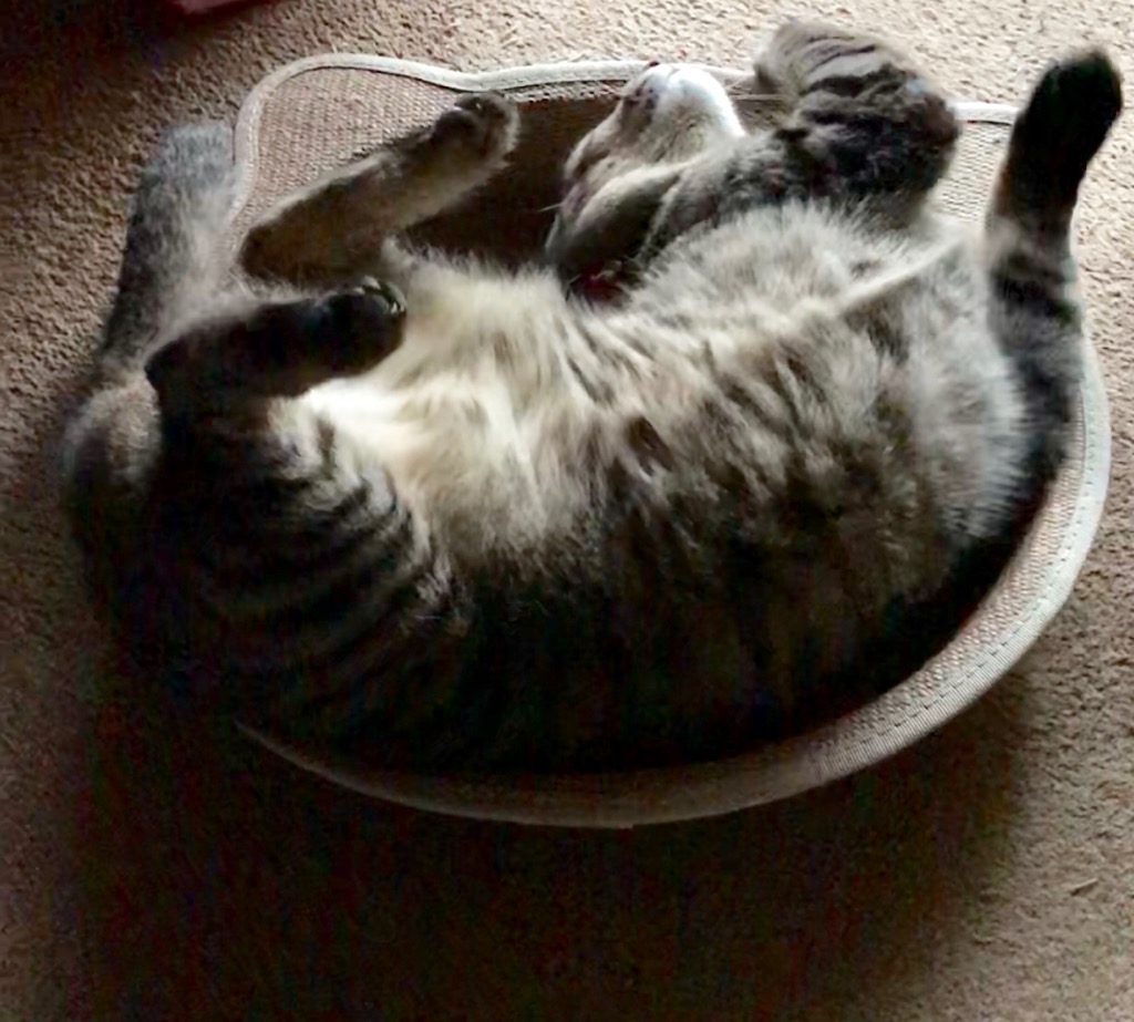 猫の写真