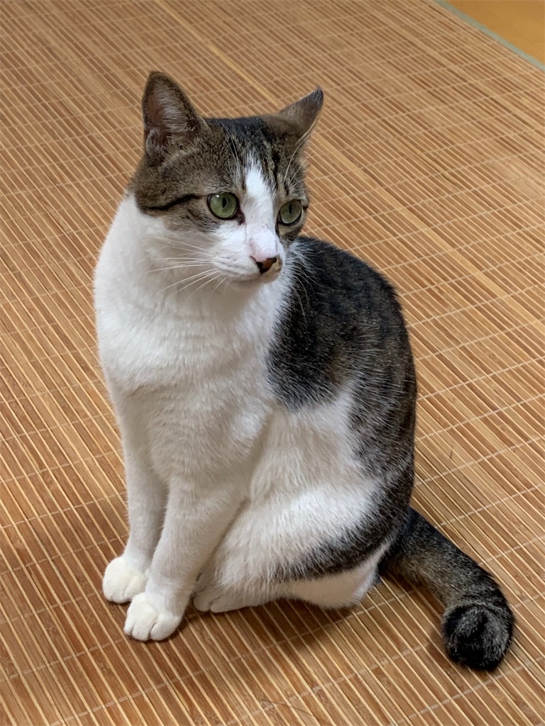 f:id:pretty_guardian:20191122182552j:image f:id:pretty_guardian:20191122182552j:image