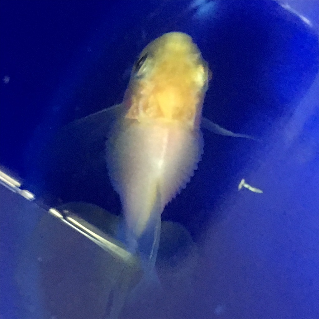 牡丹の松かさ病 経過報告 うちの金魚 ほぼ闘病記