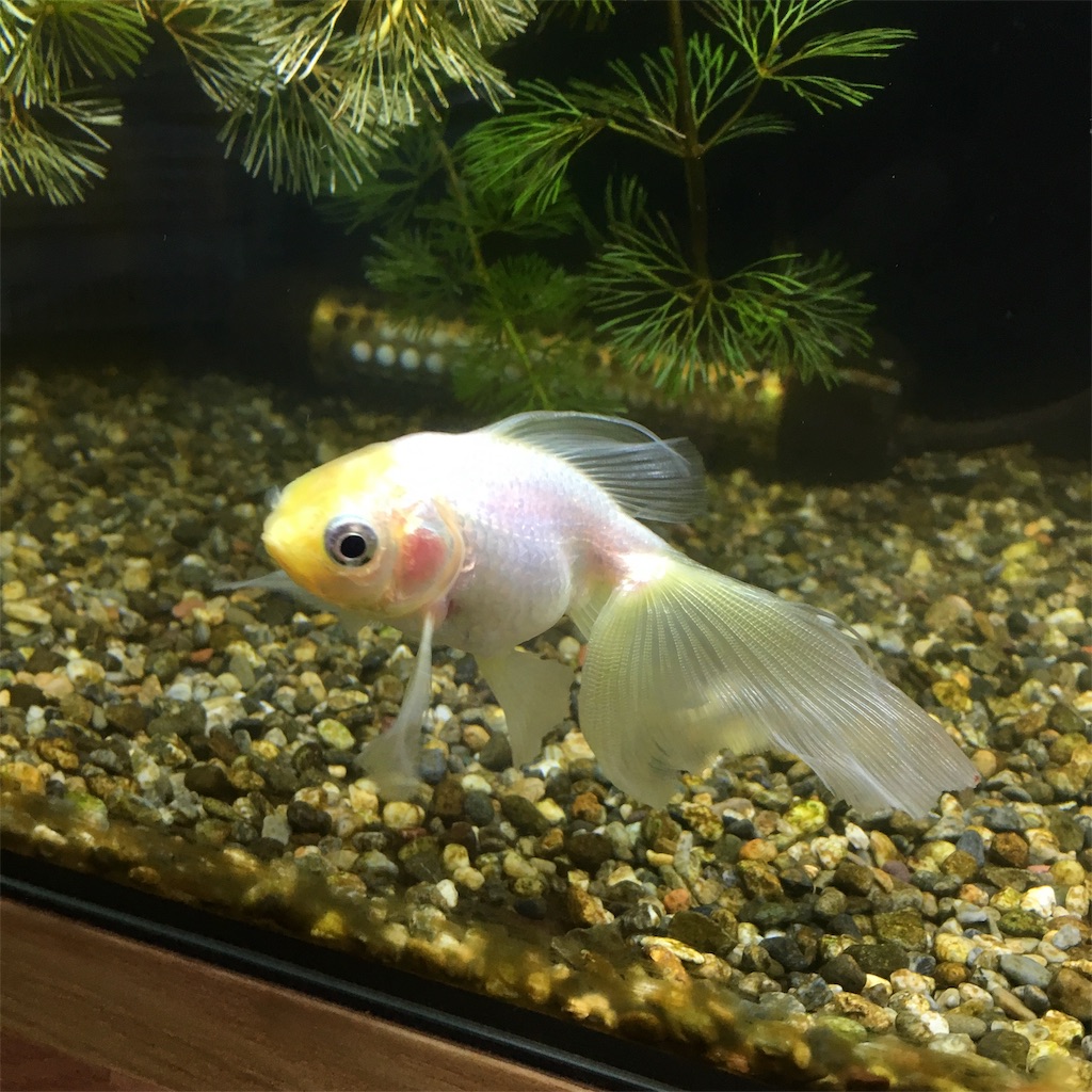 牡丹の松かさ病 完治 うちの金魚 ほぼ闘病記