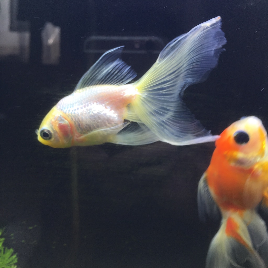 牡丹の松かさ病 完治 うちの金魚 ほぼ闘病記