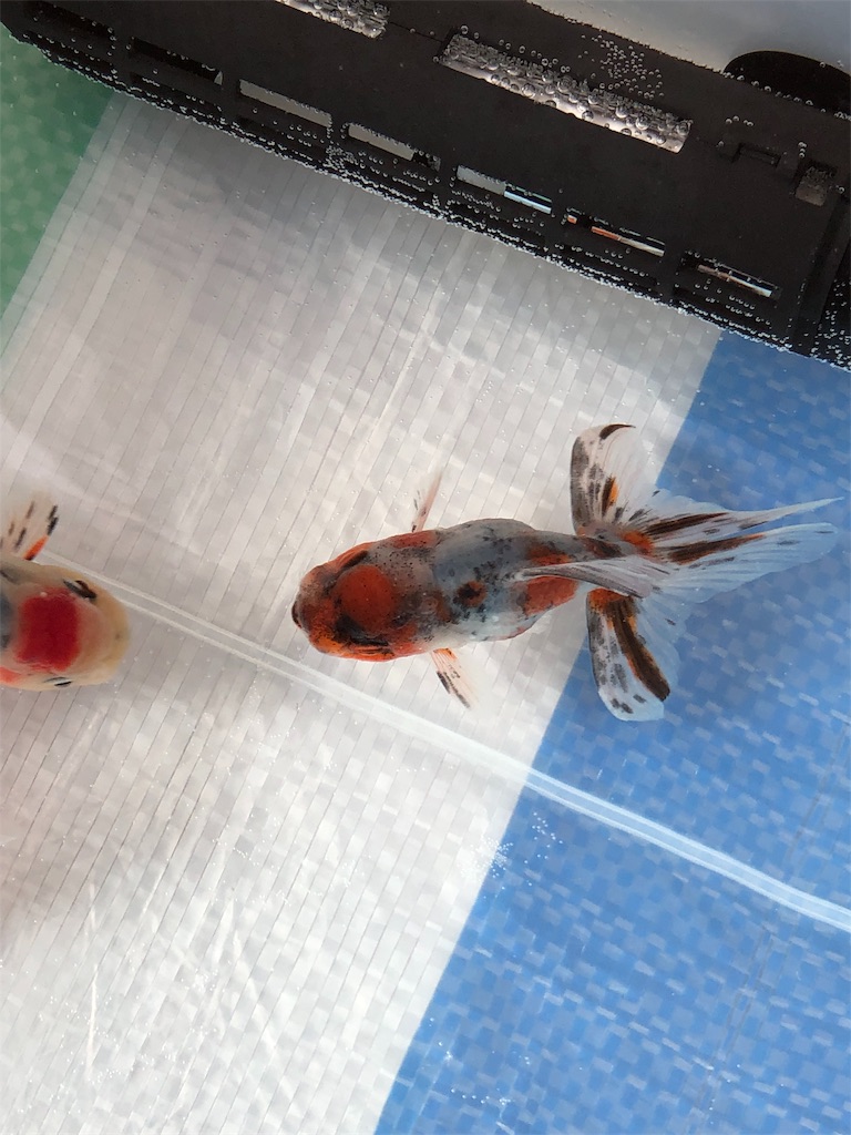 f:id:prettyfish:20190210141533j:image