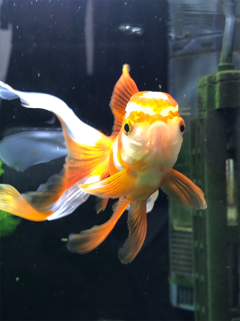 f:id:prettyfish:20191230050739j:image