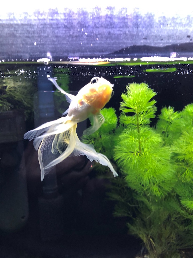 f:id:prettyfish:20191230051419j:image