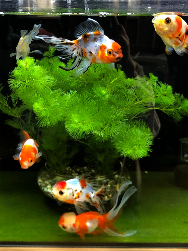 f:id:prettyfish:20191230051600j:image