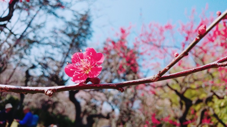 紅千鳥
