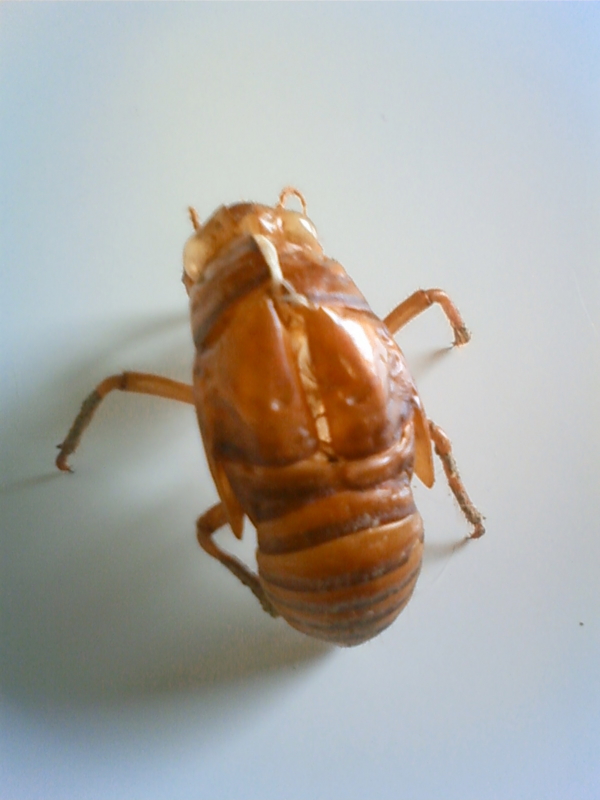 f:id:prime503:20090803074200j:image:w200