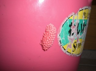 f:id:primrose13:20080702223144j:image