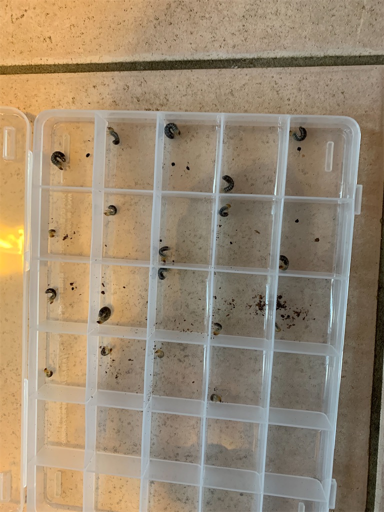 f:id:prin_pu:20210926194413j:image