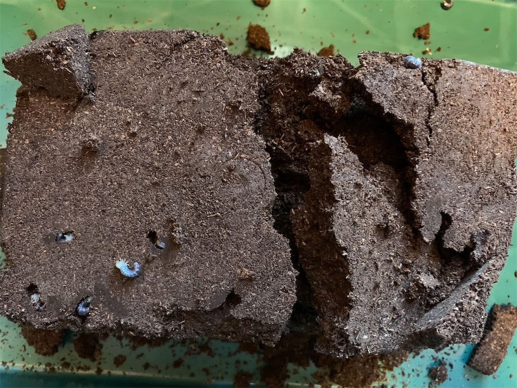 f:id:prin_pu:20210926194416j:image