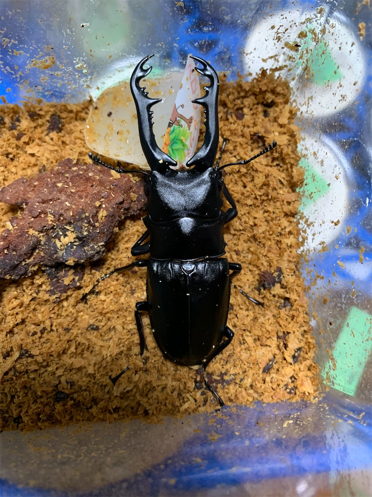 f:id:prin_pu:20211022005833j:image