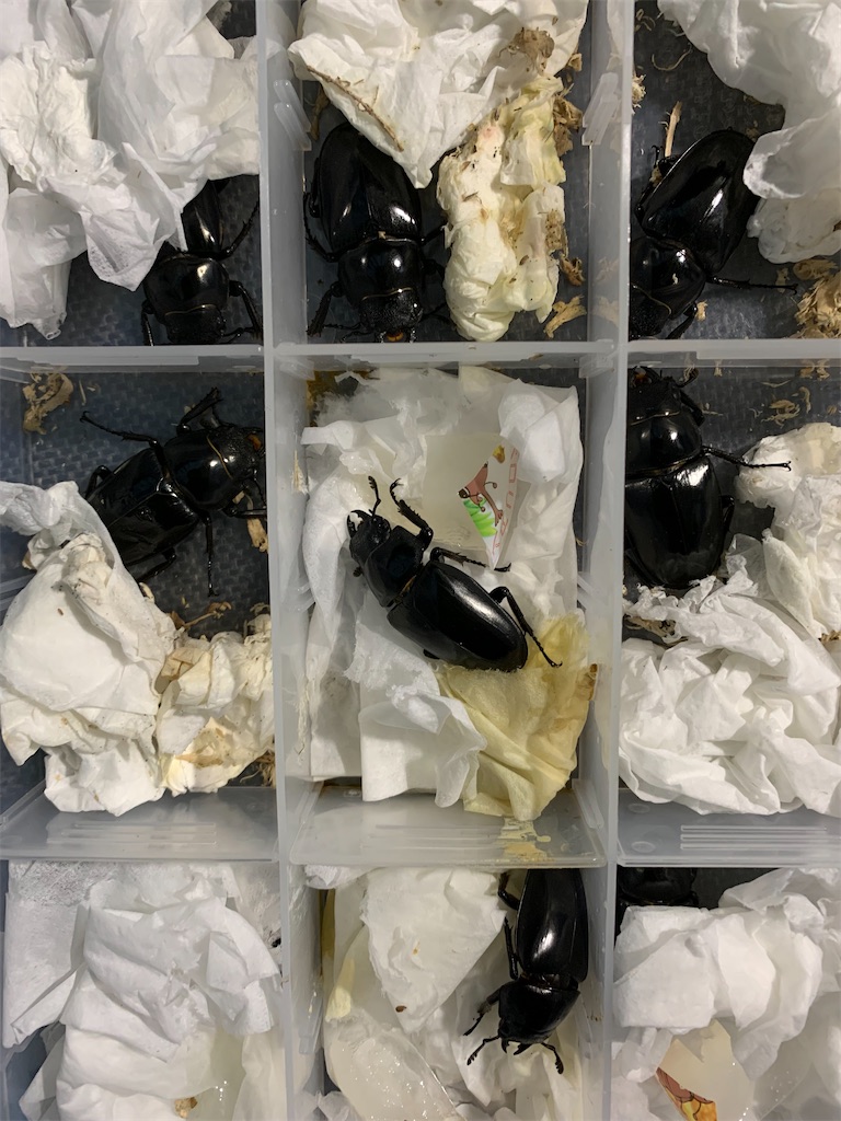 f:id:prin_pu:20211022005908j:image