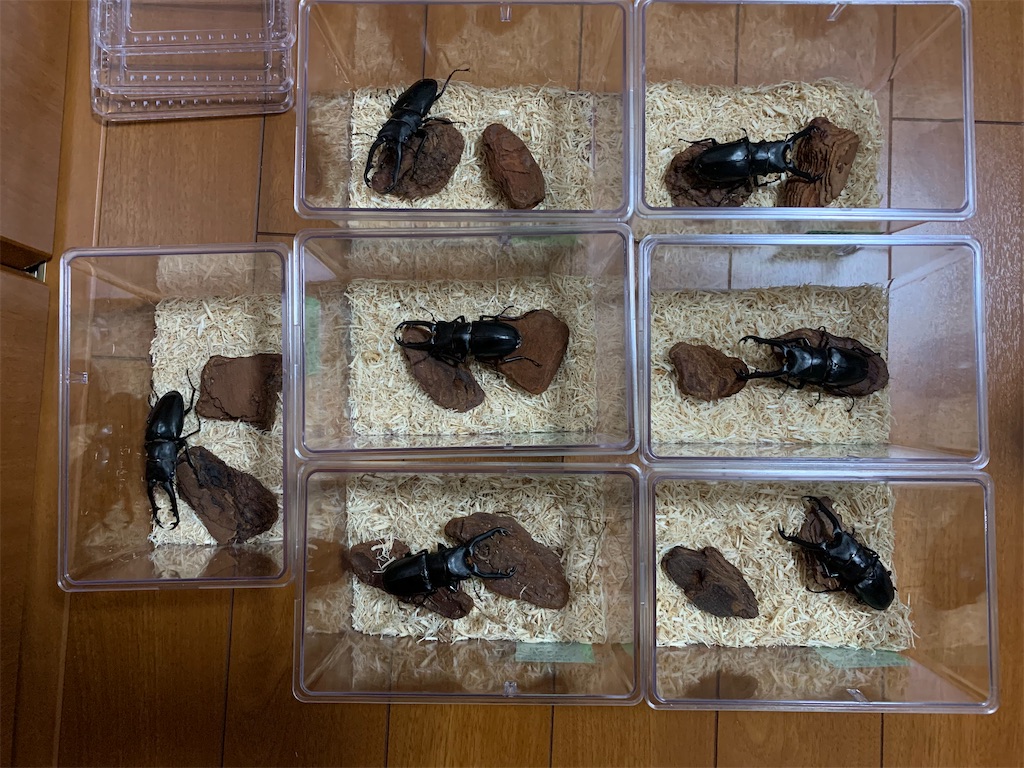 f:id:prin_pu:20211022005910j:image