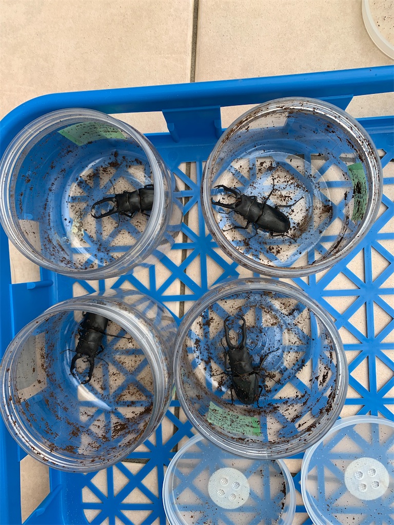 f:id:prin_pu:20211022005914j:image