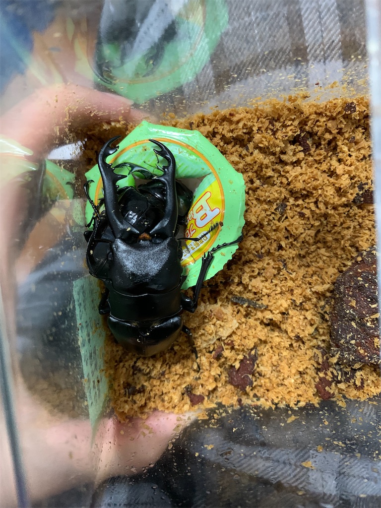 f:id:prin_pu:20211022010234j:image