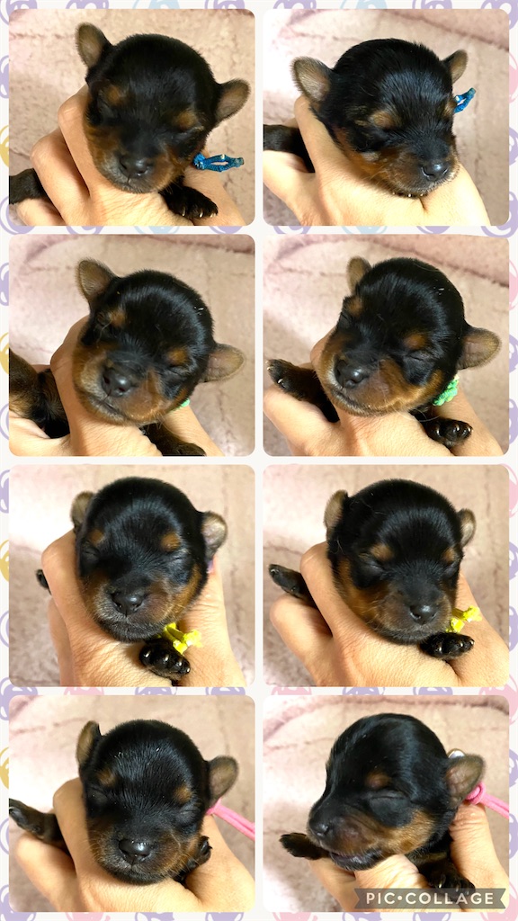 f:id:princess-v:20250526074828j:image