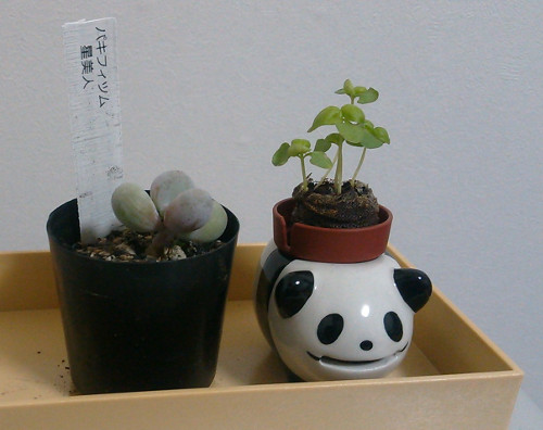 f:id:prinkuma:20170207235325j:plain f:id:prinkuma:20170207235325j:plain