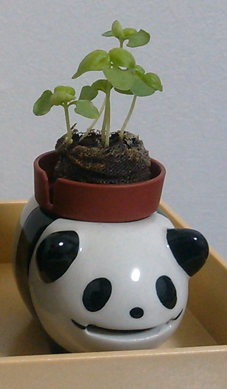 f:id:prinkuma:20170208232513j:plain f:id:prinkuma:20170208232513j:plain