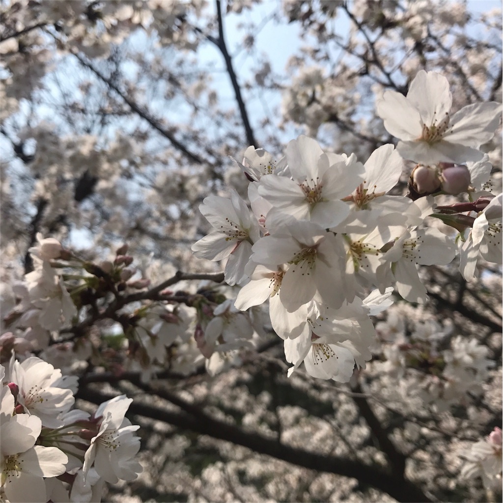 f:id:prism_xx:20180408203637j:image