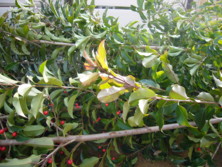 f:id:pritycham:20091209101857j:image f:id:pritycham:20091209101857j:image