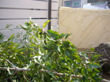 f:id:pritycham:20091209101905j:image f:id:pritycham:20091209101905j:image