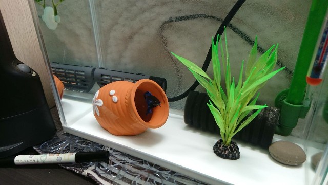 f:id:procaterol:20190906223135j:image f:id:procaterol:20190906223135j:image