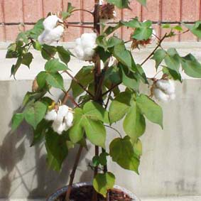 綿花