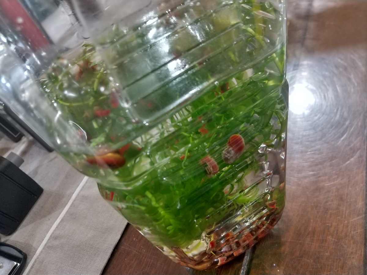 f:id:prototype1917:20210522211141j:plain