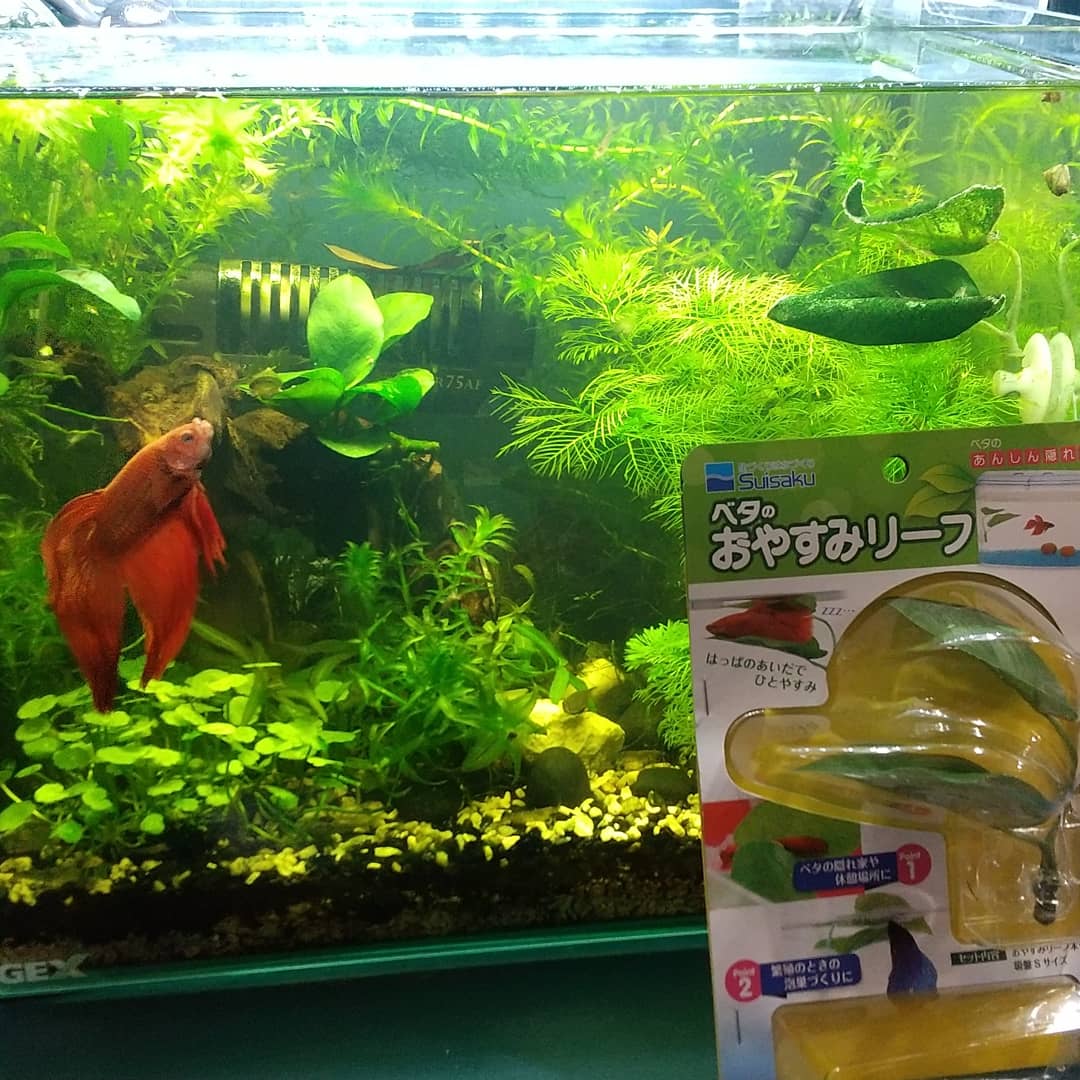 f:id:prototype1917:20210522211248j:plain