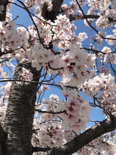 f:id:prunebridal:20220407173219j:image