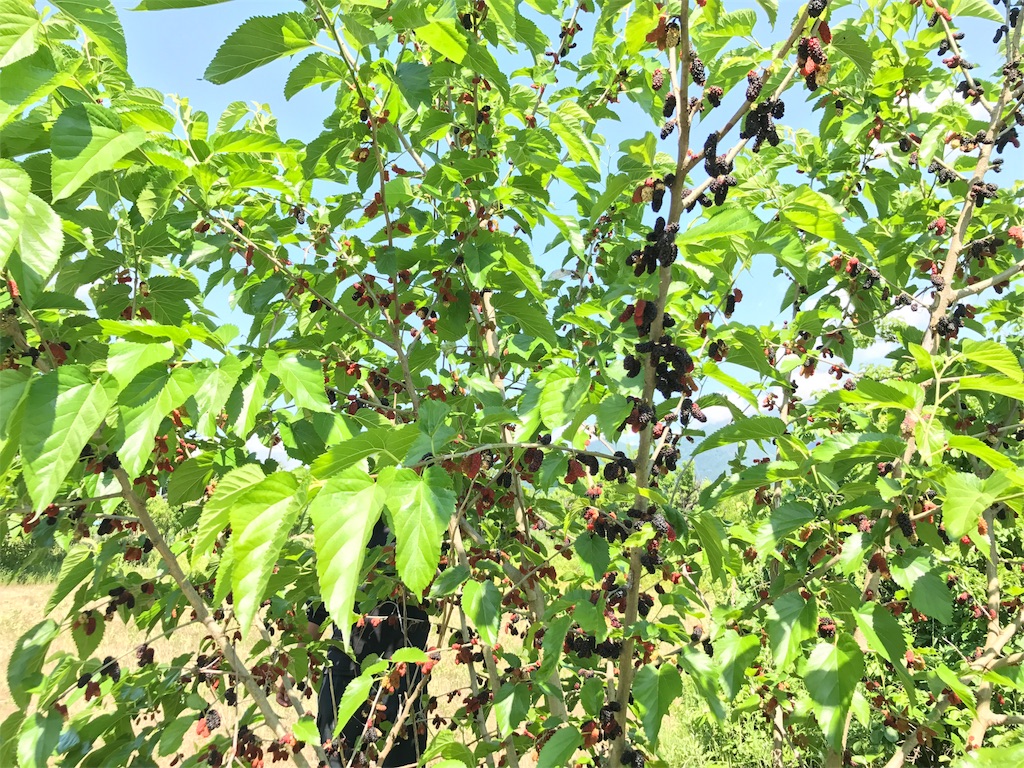 f:id:prunus-4-cerasus:20170531132047j:image f:id:prunus-4-cerasus:20170531132047j:image