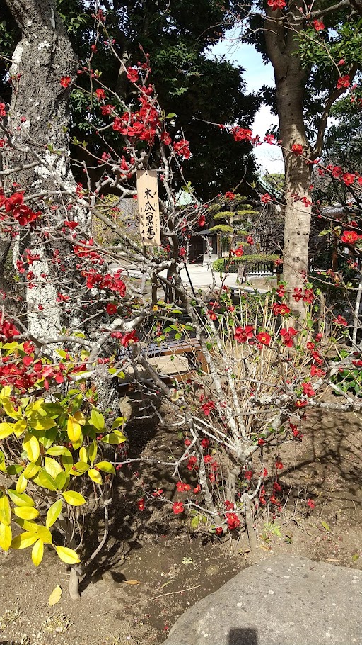 f:id:prunusmume:20211011142656j:plain