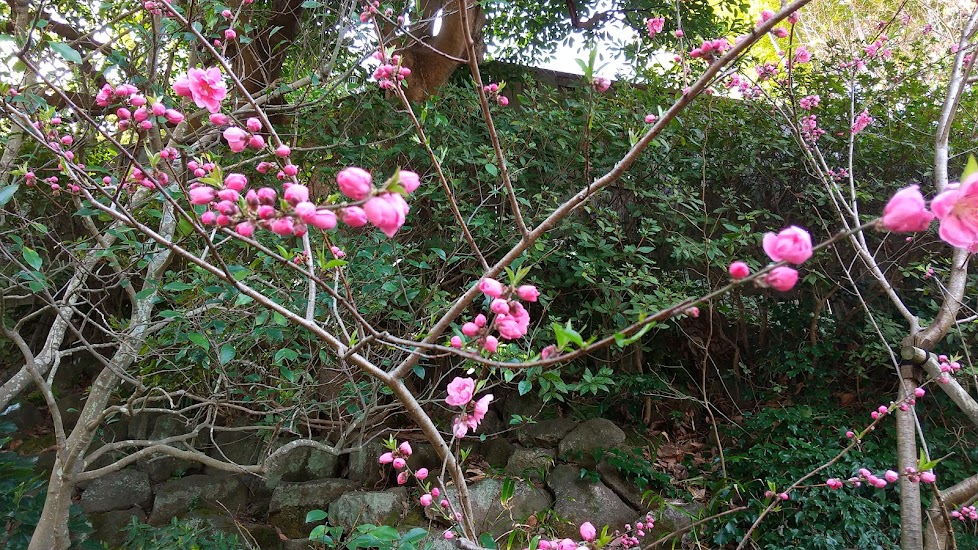 f:id:prunusmume:20211011143458j:plain
