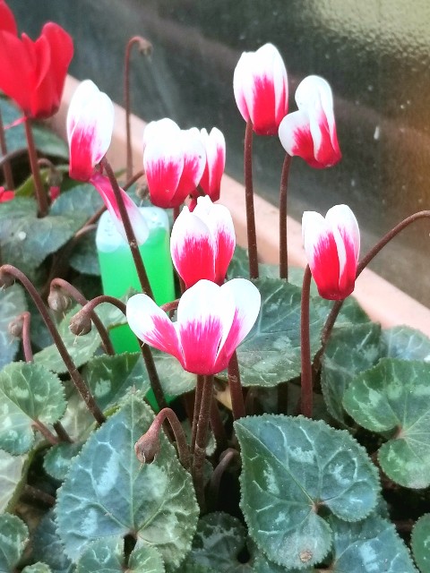 f:id:psa3103:20220212190946j:image