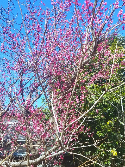 f:id:psa3103:20220217221518j:image