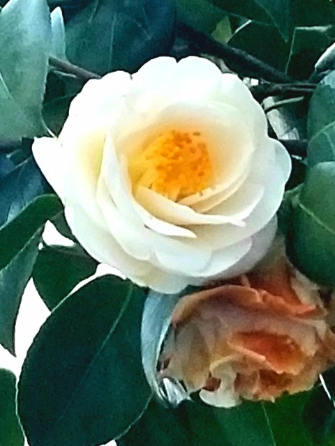 f:id:psa3103:20220217221542j:image