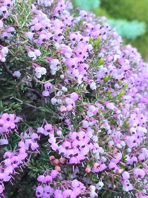 f:id:psa3103:20220315203320j:image