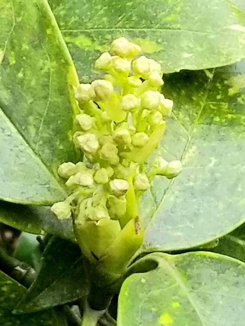 f:id:psa3103:20220319190113j:image