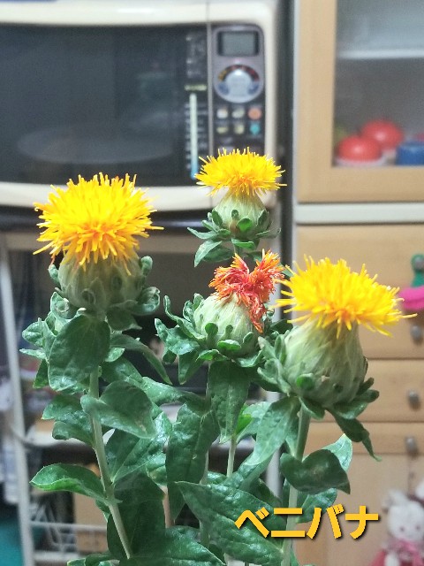 f:id:psa3103:20220527180054j:image