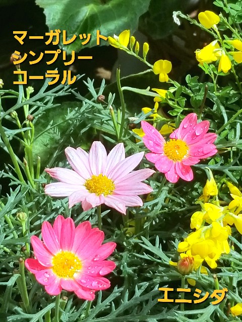 f:id:psa3103:20220527180135j:image