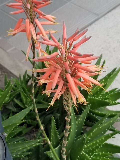 f:id:psa3103:20220701165245j:image