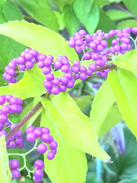 f:id:psa3103:20220905230733j:image