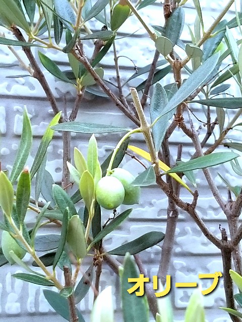 f:id:psa3103:20220905230835j:image