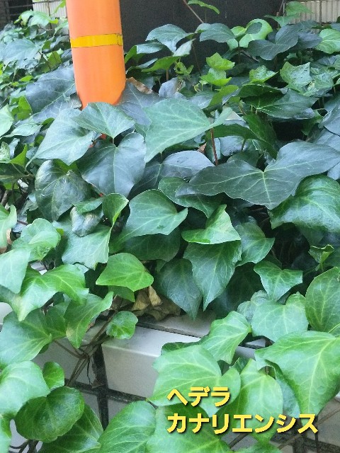 f:id:psa3103:20220909181329j:image f:id:psa3103:20220909181329j:image