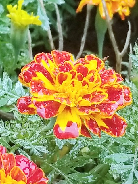 f:id:psa3103:20221017180216j:image