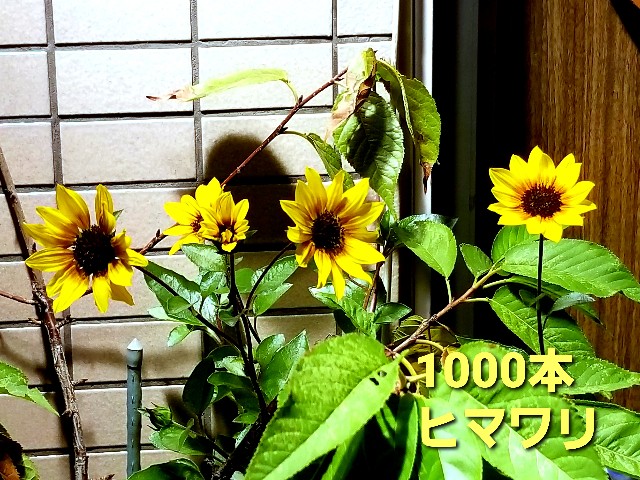 f:id:psa3103:20221024183730j:image f:id:psa3103:20221024183730j:image